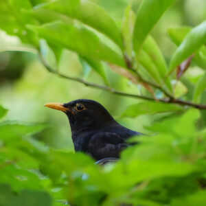 Blackbird