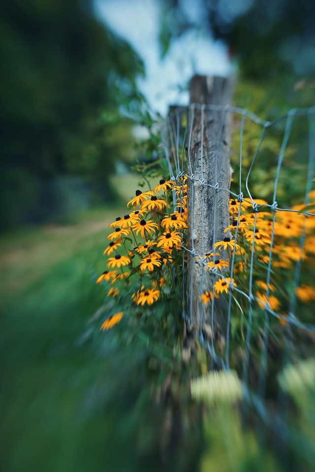 Flowers growing over the fence