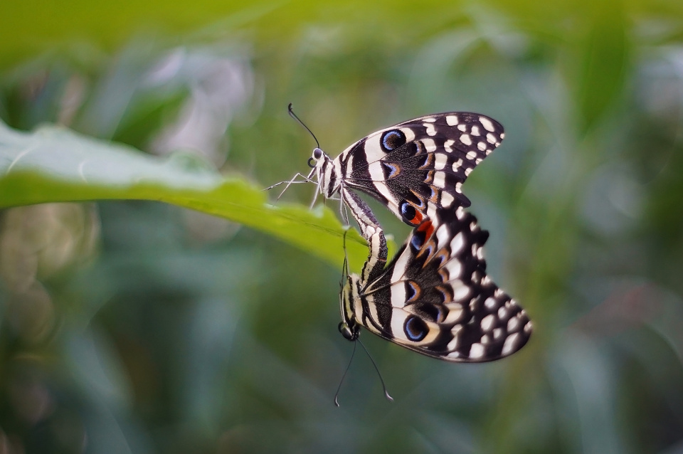 Mating butterflies
