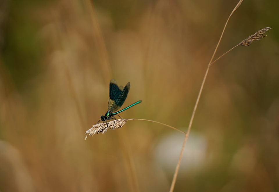 A moment of rest