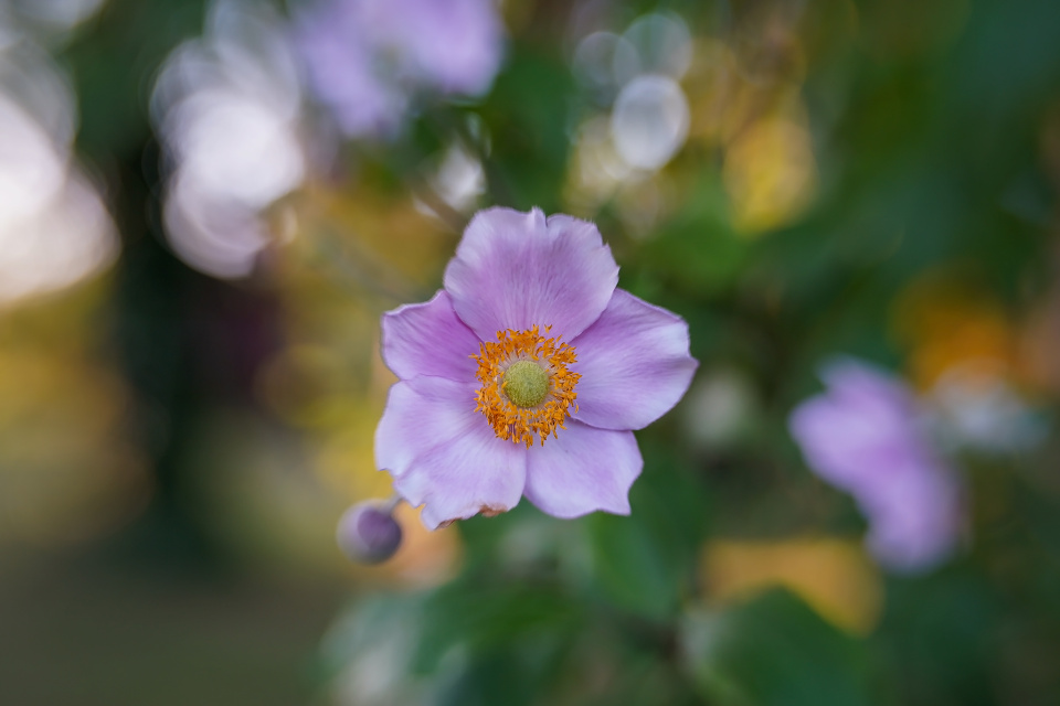 Summer flowers
