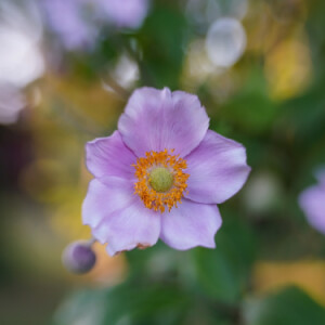 Summer flowers