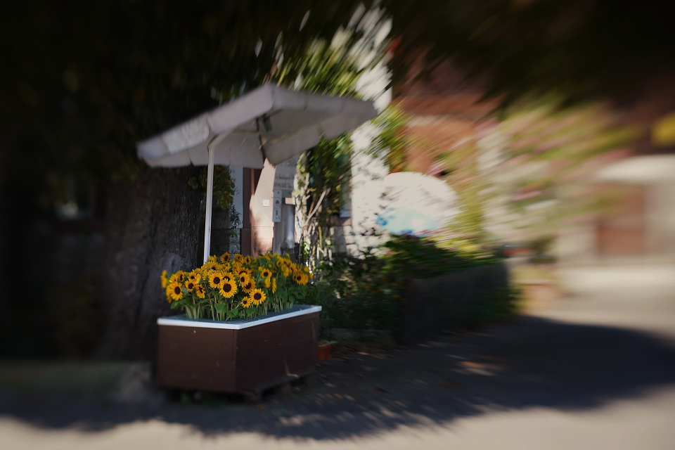 A sunflower anyone?
