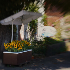 A sunflower anyone?
