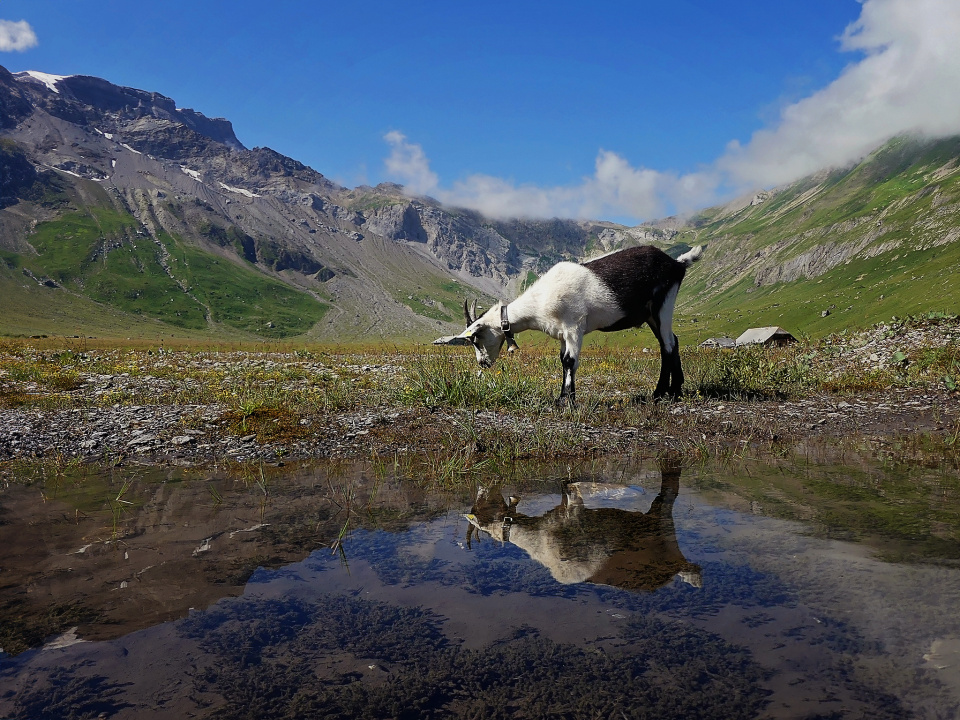 Happy goat