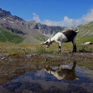 Happy goat