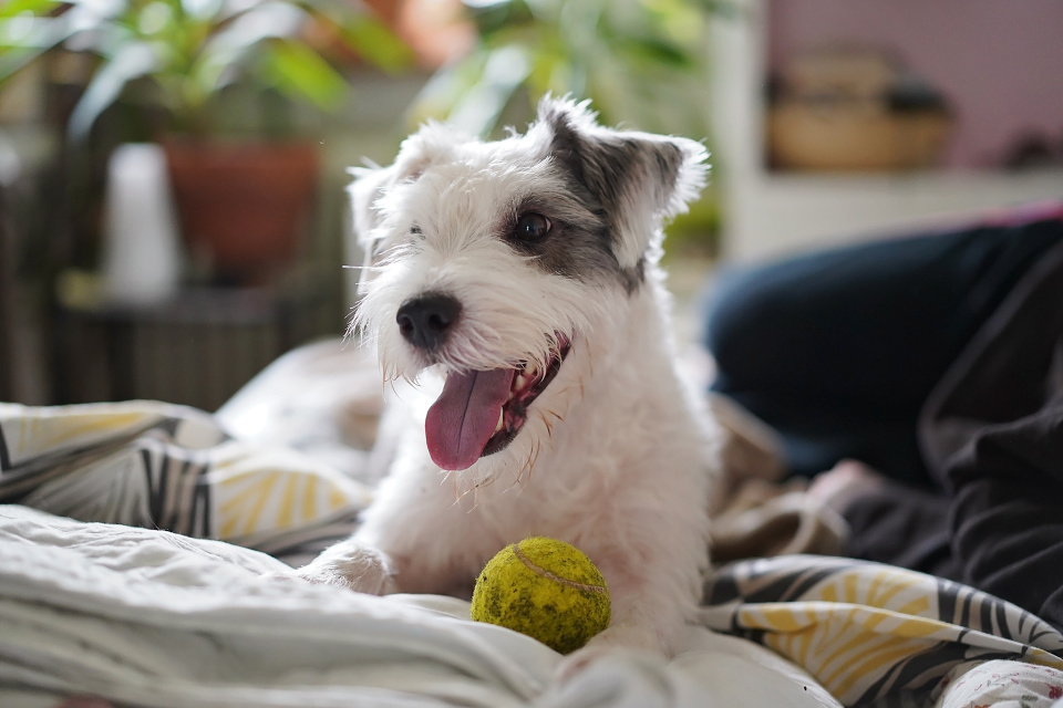 Dog sitting