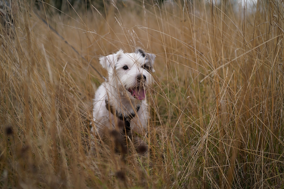 Happy in the grass