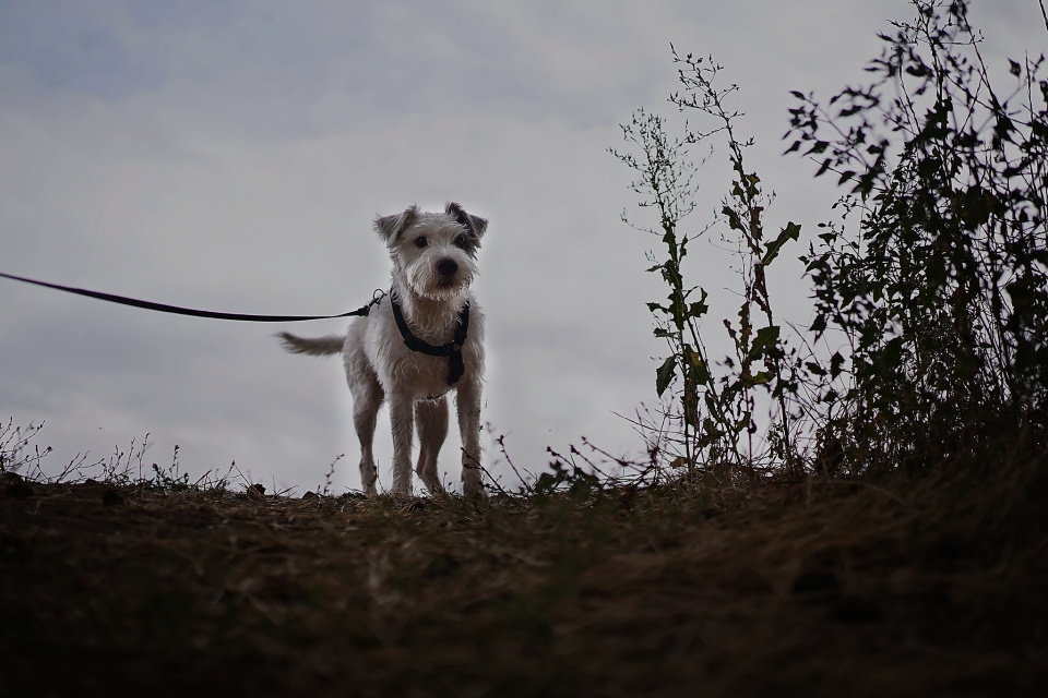Dog walking