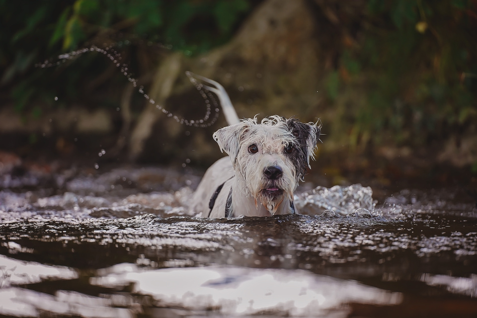 A happy dog