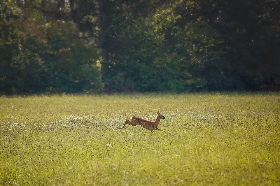 Running