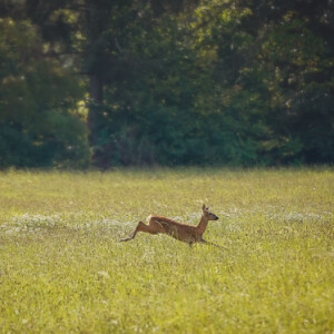 Running