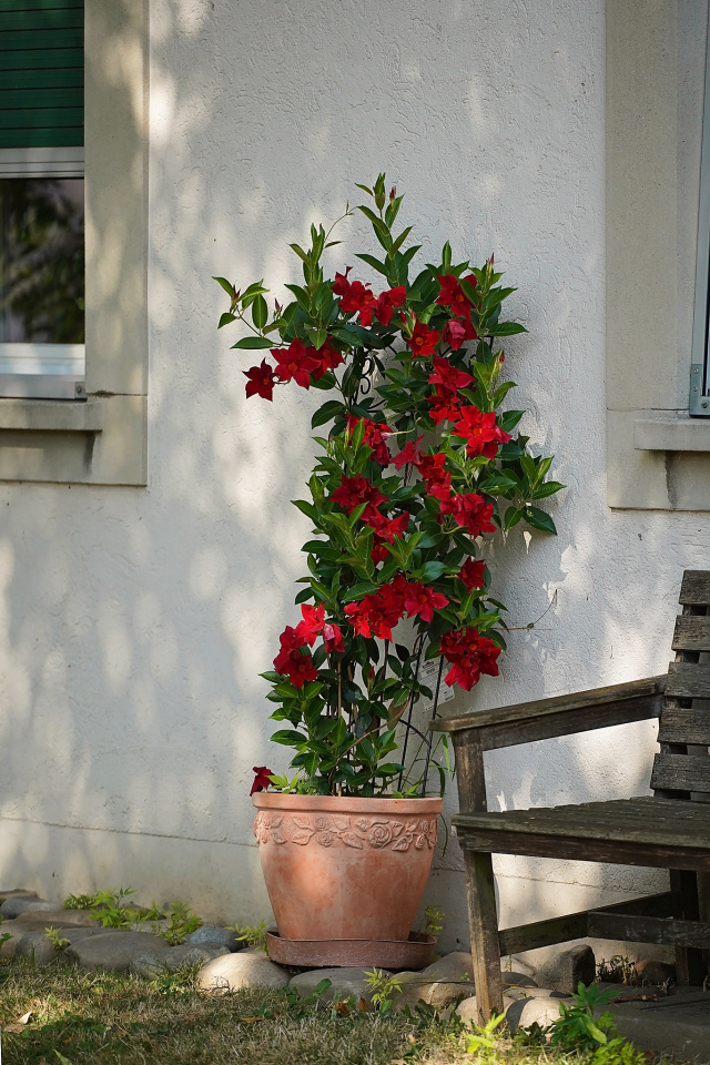 Still in full bloom