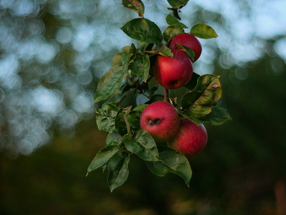 Red apples