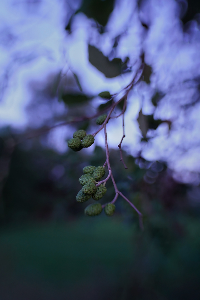 Blue hour