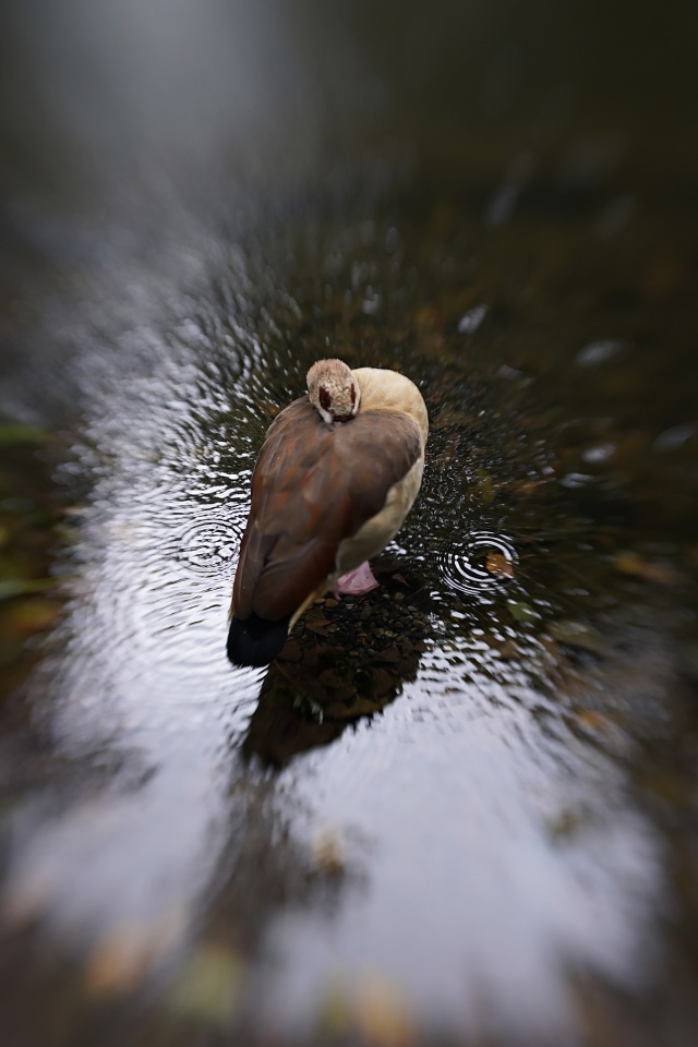 Standing still in the rain