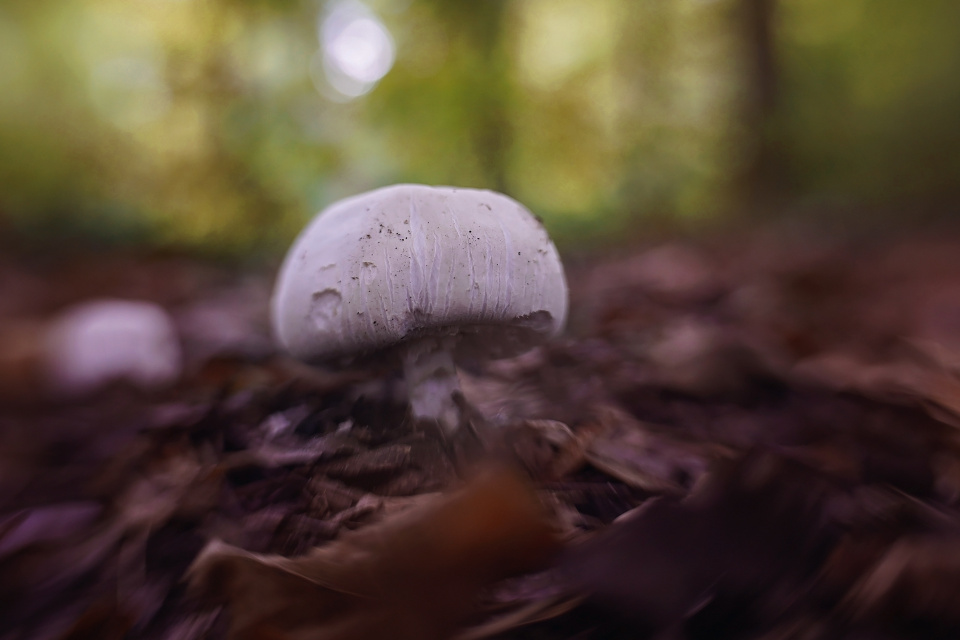 Fungi
