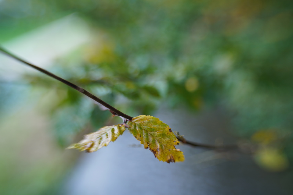 Yellow leaves