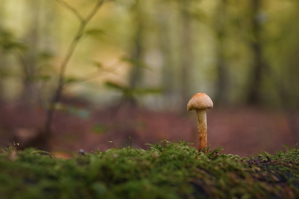Fungi time
