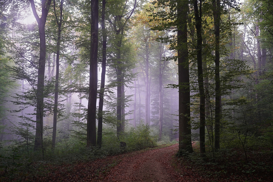 Foggy morning