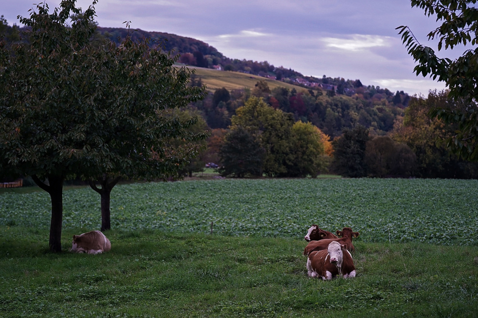 Chilling cows