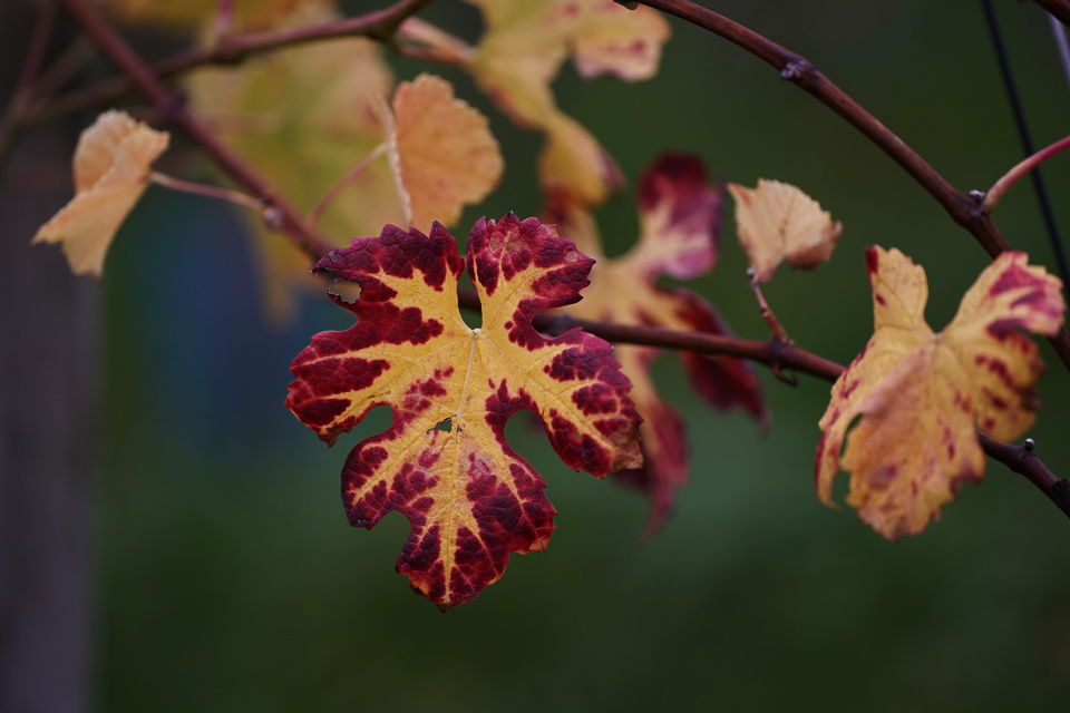 Autumn in the vineyard