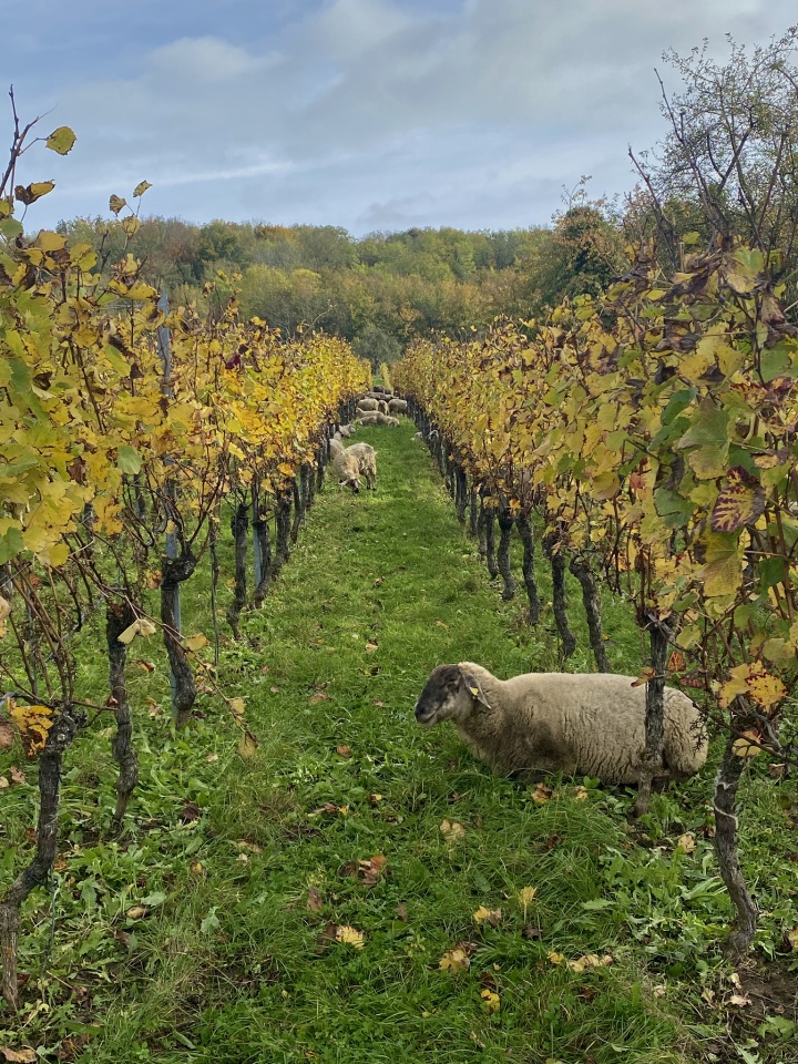 Sheep in the vineyard