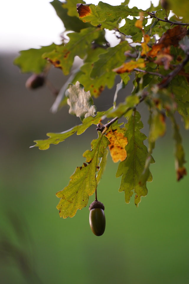 Oak tree