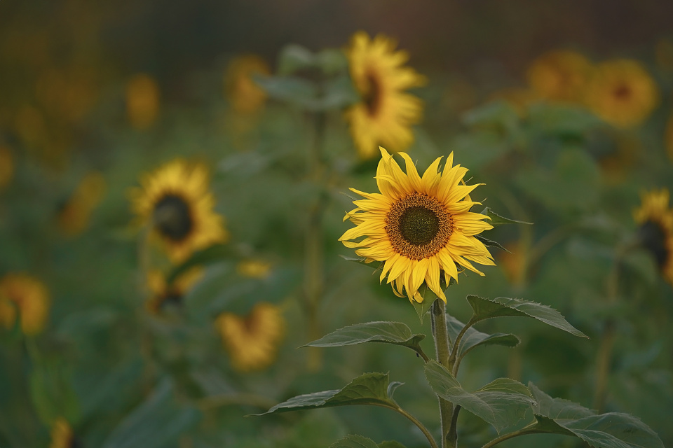 Sunflower field