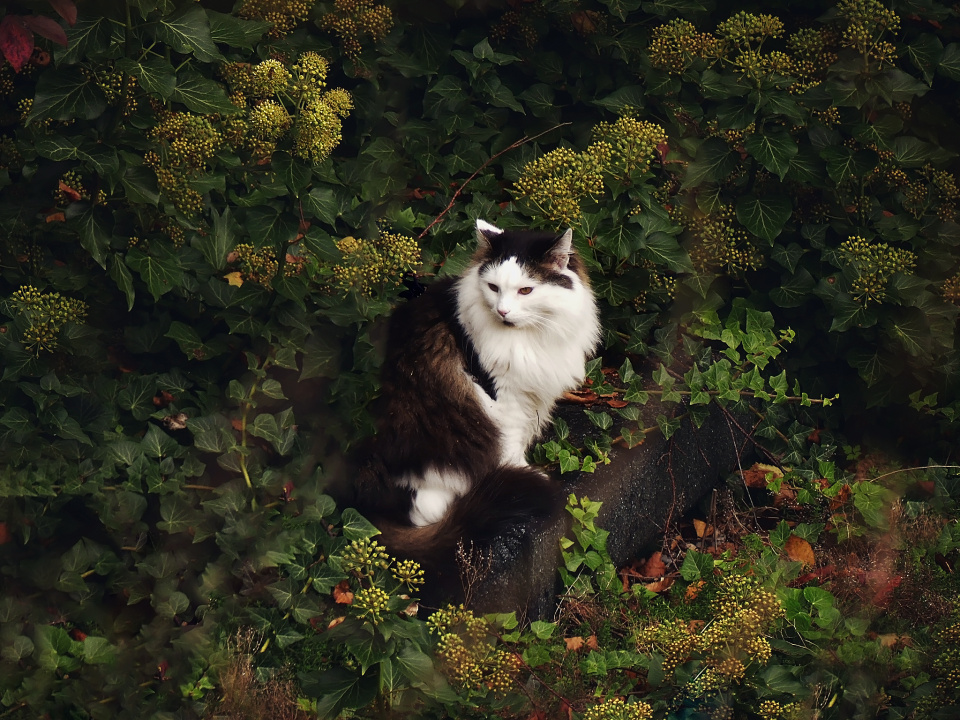 Neighbor's cat