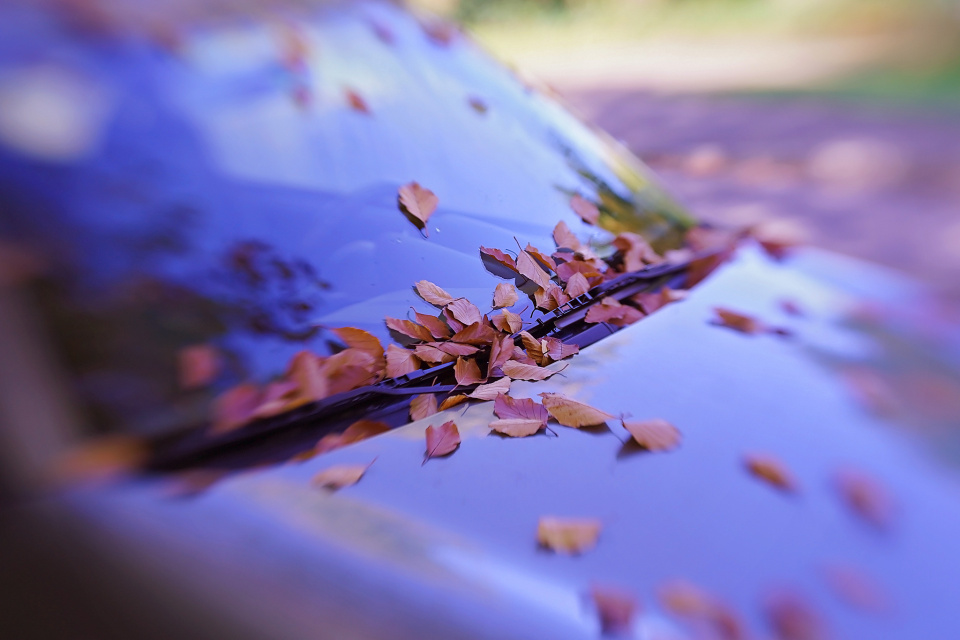 Autumn