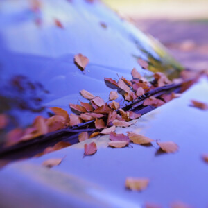 Autumn