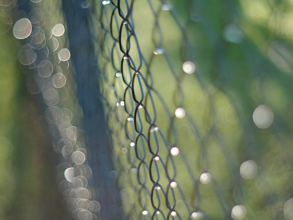 Morning dew