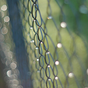 Morning dew