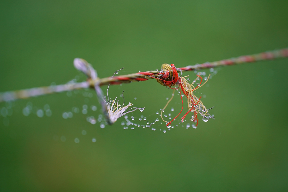 Dew drops