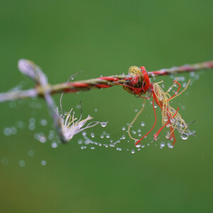 Dew drops