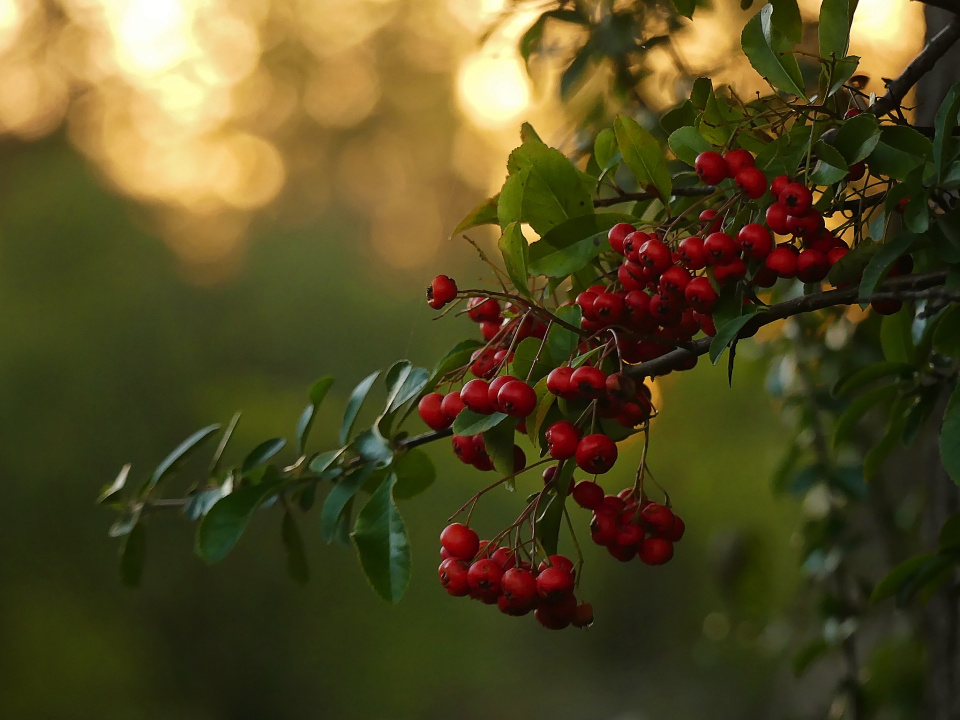 Evening light