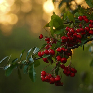 Evening light