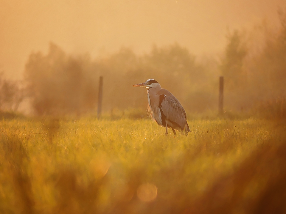 Hunting