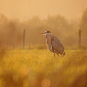 Hunting
