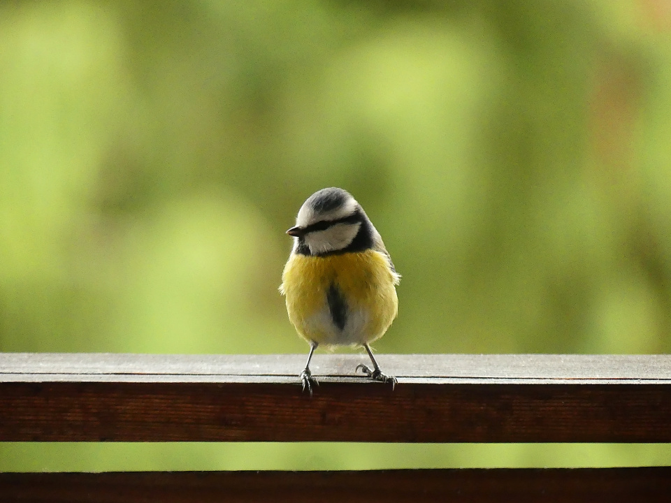 Little visitor