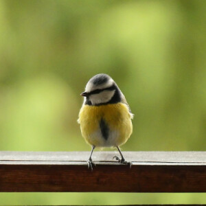 Little visitor