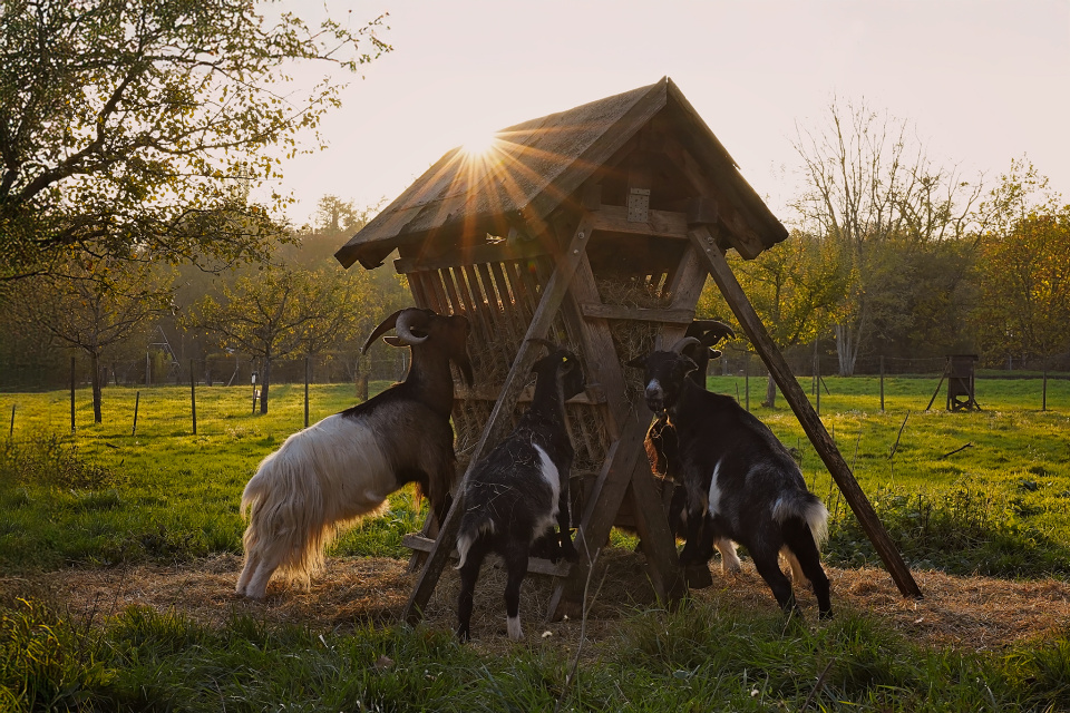 Hungry goats
