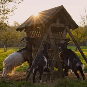 Hungry goats