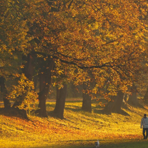 Golden autumn