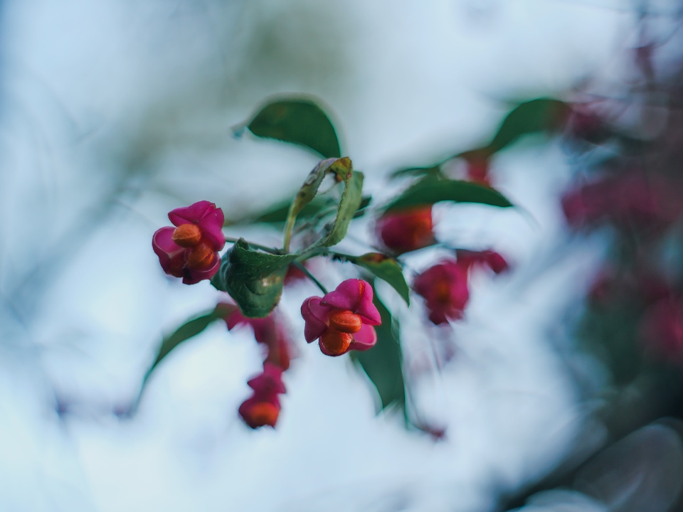 Unidentified plant