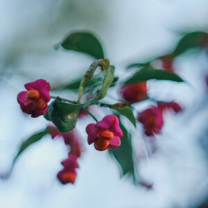 Unidentified plant