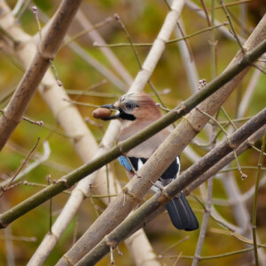 Jay with acorn