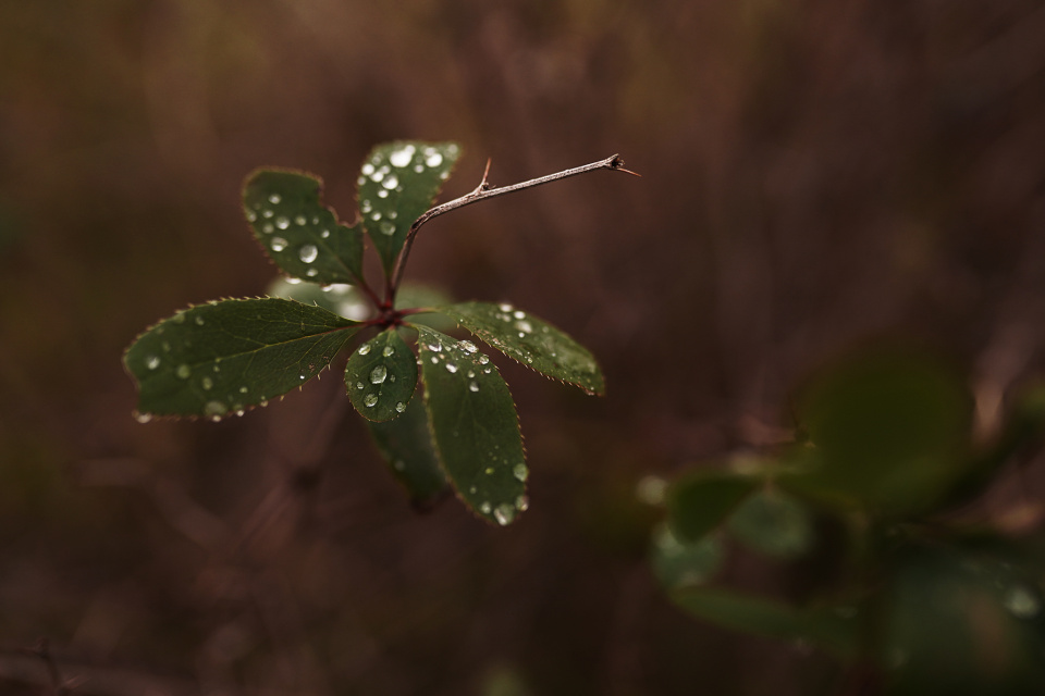 Rain drops