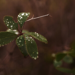 Rain drops